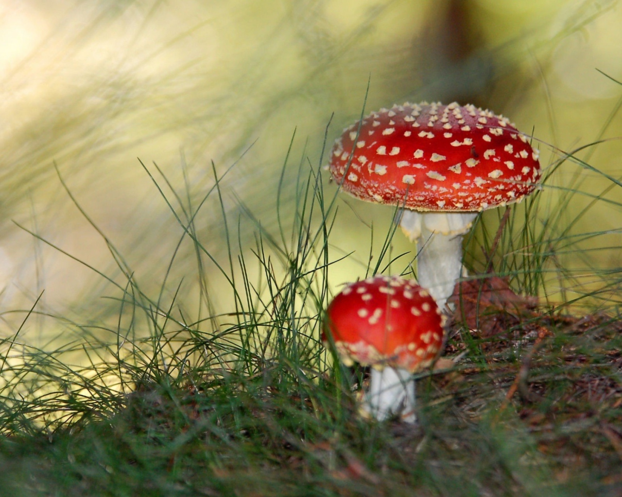 Fondo de pantalla Red Mushrooms 1280x1024