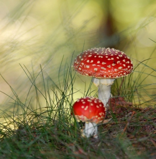 Red Mushrooms - Obrázkek zdarma pro 1024x1024
