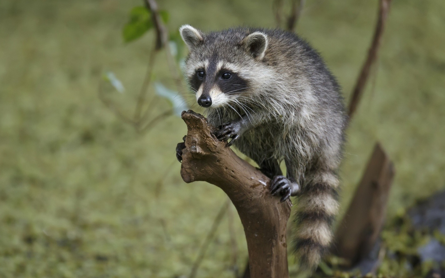 Sfondi Little Raccoon 1440x900