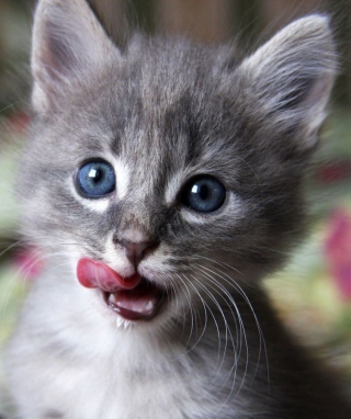 Cute Baby Cat - Obrázkek zdarma pro Nokia C5-03