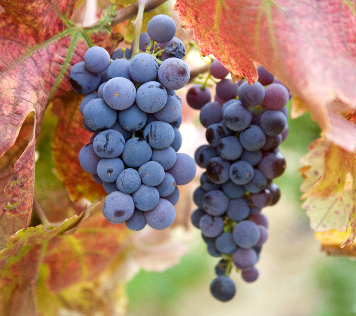 Обои Grapes 1440x1280