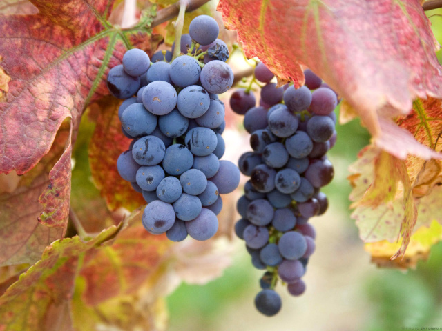 Grapes wallpaper 640x480