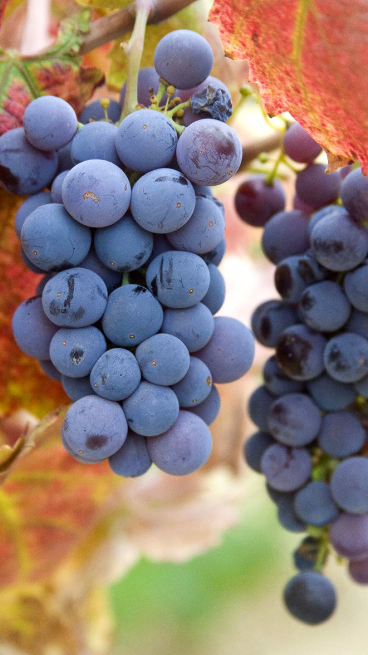 Grapes wallpaper 750x1334