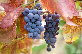 Grapes Picture for Android, iPhone and iPad