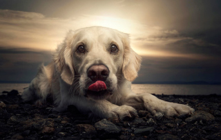 Friendly Dog Wallpaper for Android, iPhone and iPad