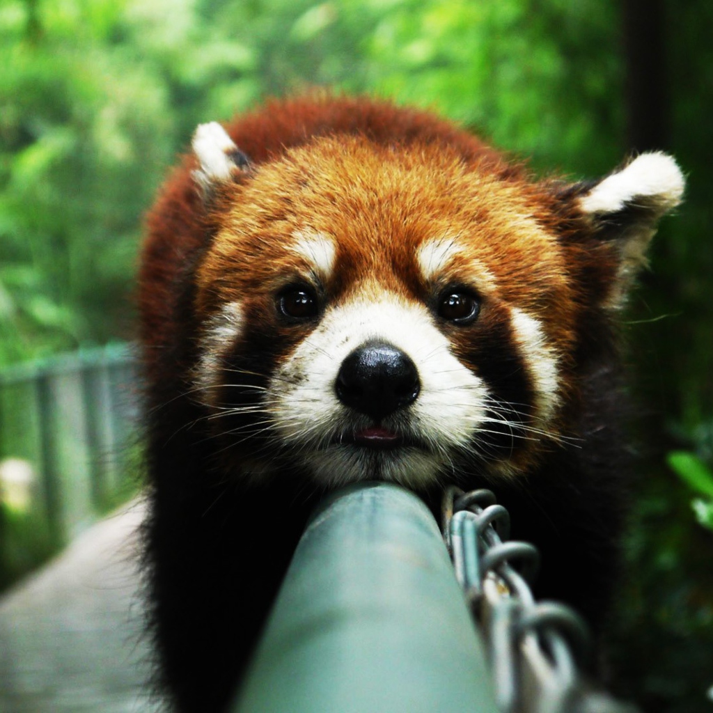 Обои Cute Red Panda 1024x1024