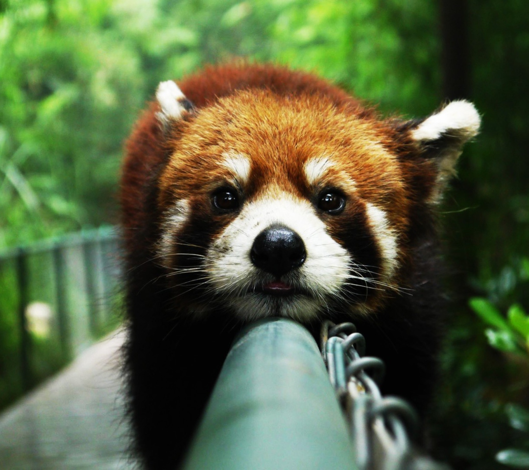 Fondo de pantalla Cute Red Panda 1080x960