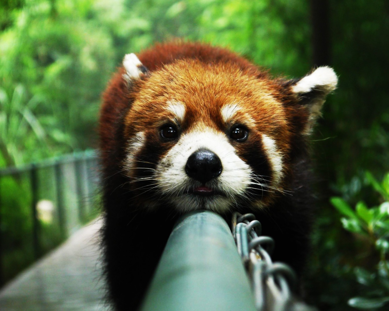 Cute Red Panda wallpaper 1280x1024