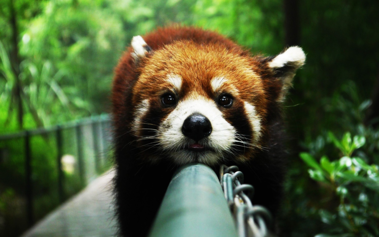 Screenshot №1 pro téma Cute Red Panda 1280x800