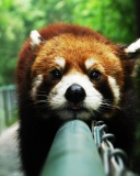 Cute Red Panda screenshot #1 128x160
