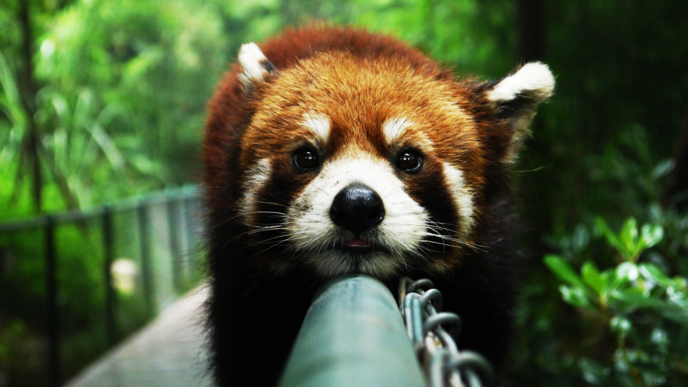 Cute Red Panda screenshot #1 1366x768