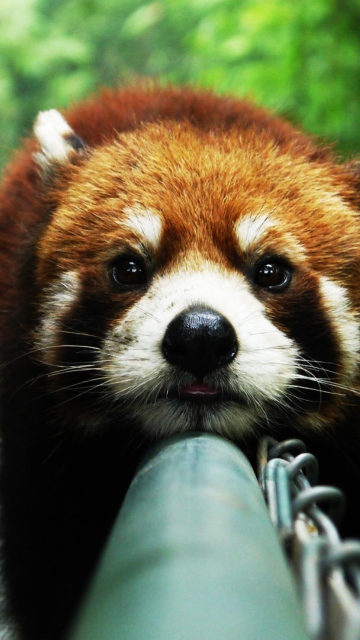 Обои Cute Red Panda 360x640