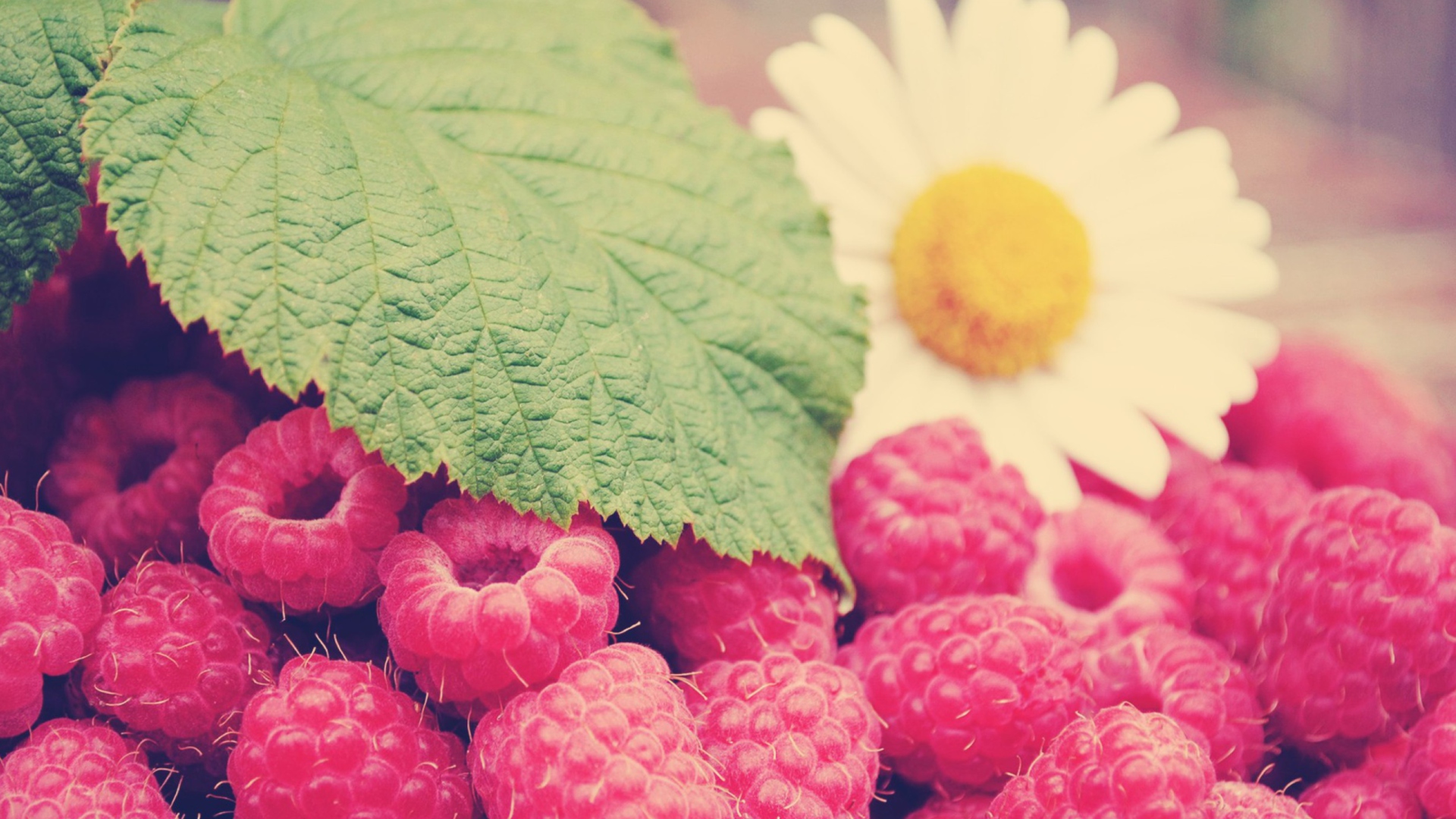 Screenshot №1 pro téma Raspberries And Daisy 1920x1080