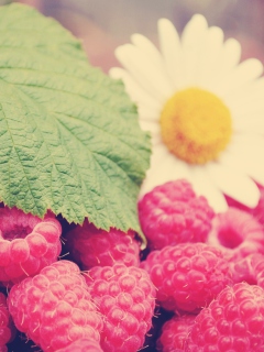 Raspberries And Daisy screenshot #1 240x320