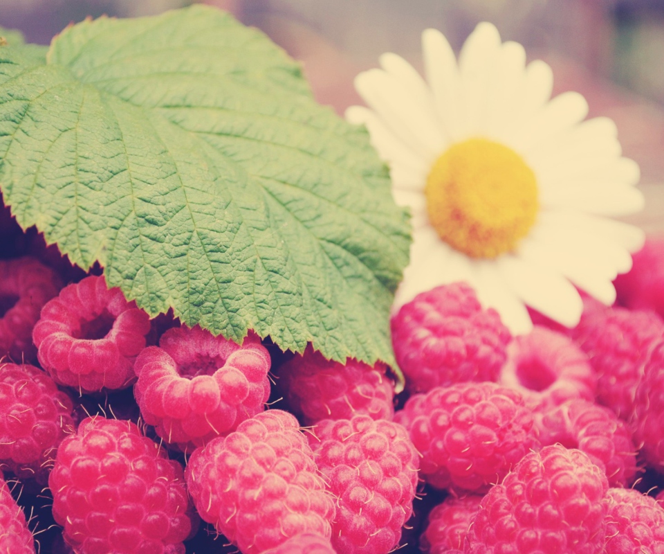 Das Raspberries And Daisy Wallpaper 960x800