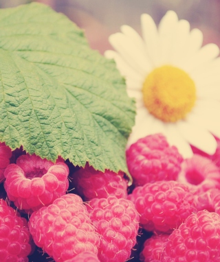 Raspberries And Daisy - Obrázkek zdarma pro 768x1280