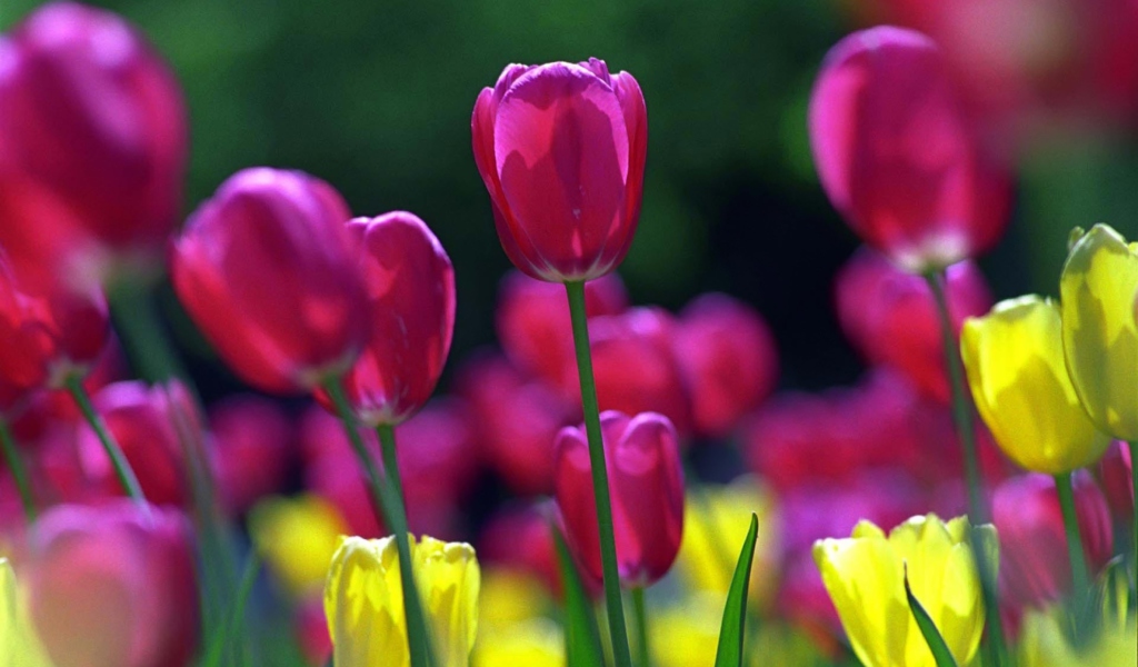 Sfondi Spring Tulips 1024x600