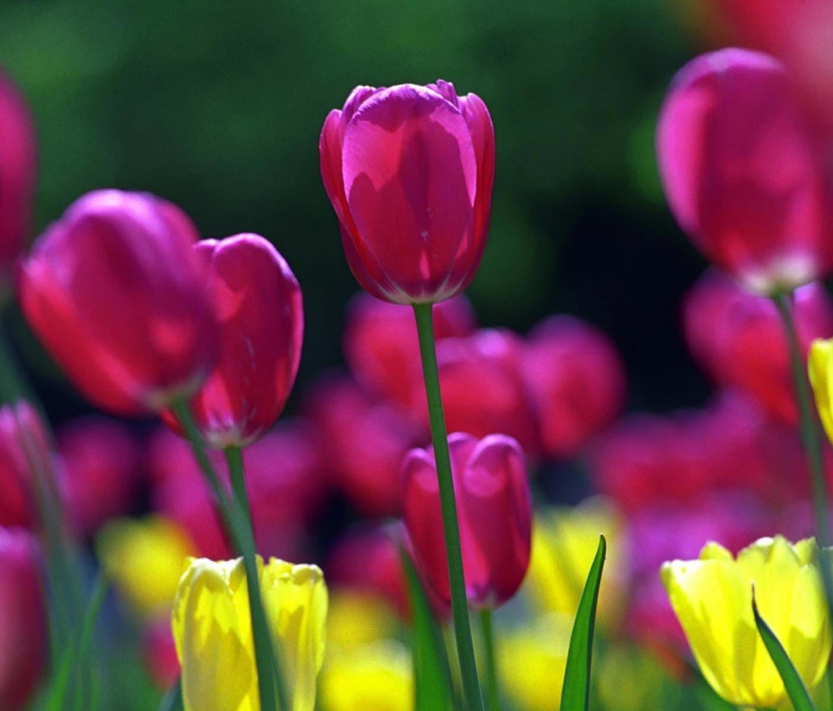 Spring Tulips screenshot #1 1200x1024