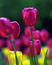 Screenshot №1 pro téma Spring Tulips 176x220