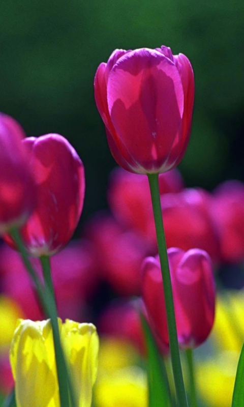 Fondo de pantalla Spring Tulips 480x800
