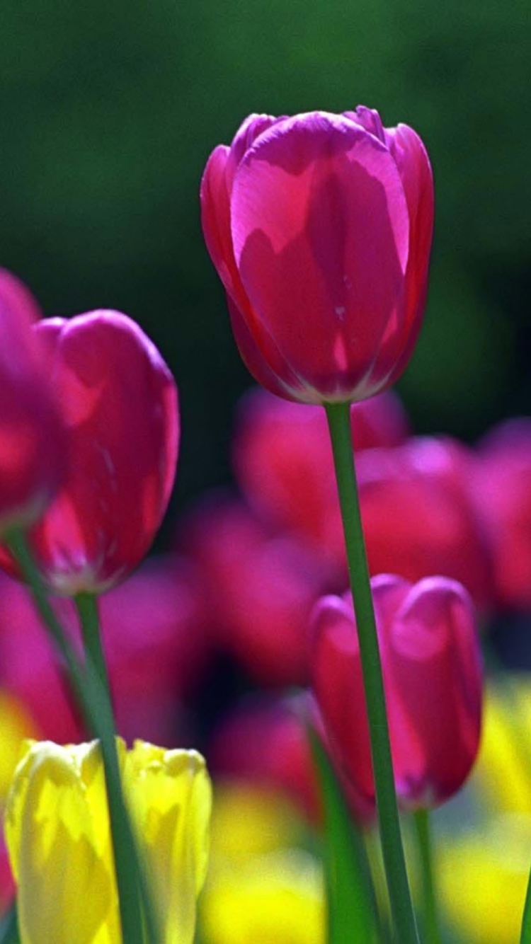Screenshot №1 pro téma Spring Tulips 750x1334