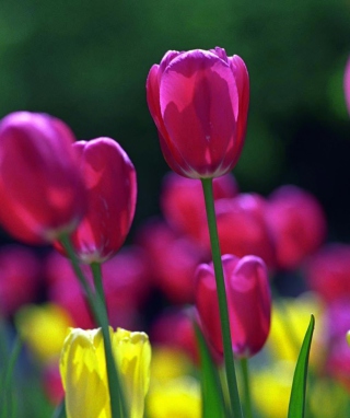 Spring Tulips papel de parede para celular para Nokia Lumia 1020