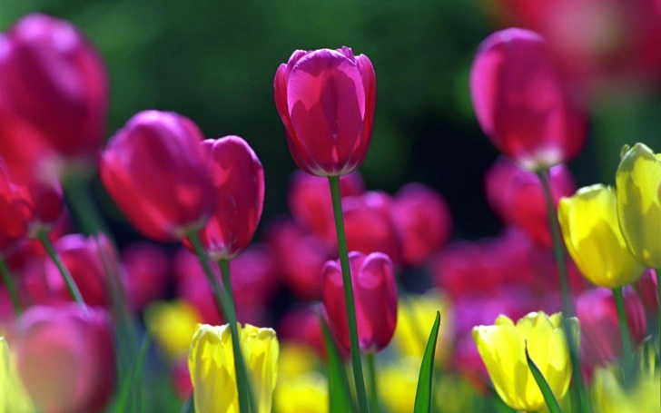 Screenshot №1 pro téma Spring Tulips