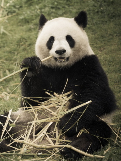 Das Happy Panda Wallpaper 240x320