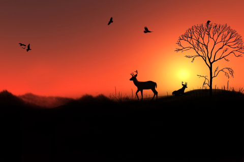 Deer Silhouettes At Red Sunset screenshot #1 480x320