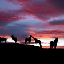 Screenshot №1 pro téma Icelandic Horses 208x208