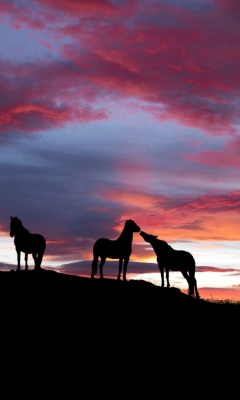 Screenshot №1 pro téma Icelandic Horses 240x400