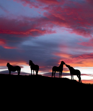 Icelandic Horses - Obrázkek zdarma pro Nokia Lumia 800