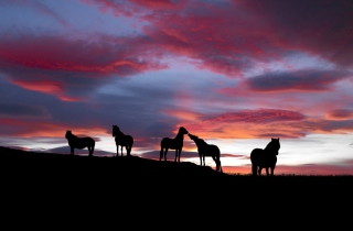 Icelandic Horses - Obrázkek zdarma 