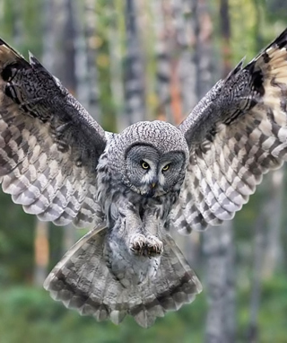 Owl Forest Birds - Obrázkek zdarma pro Nokia Asha 305