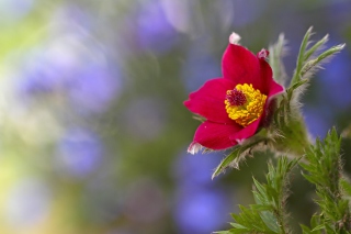 Red Flower - Obrázkek zdarma pro Fullscreen Desktop 800x600