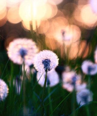 Dandelions - Obrázkek zdarma pro 640x1136