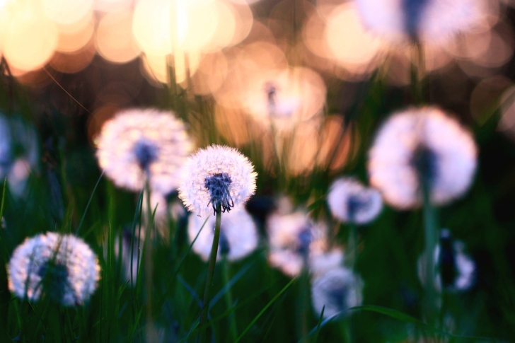 Das Dandelions Wallpaper