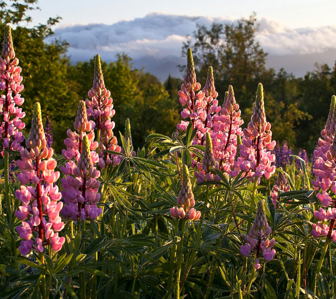 Das Lupinus flowers in North America Wallpaper 1080x960