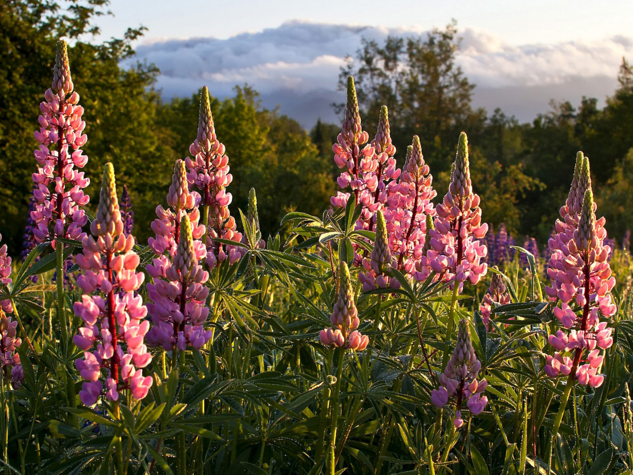 Das Lupinus flowers in North America Wallpaper 1280x960