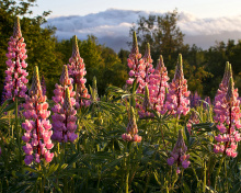 Fondo de pantalla Lupinus flowers in North America 220x176
