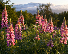 Lupinus flowers in North America wallpaper 220x176