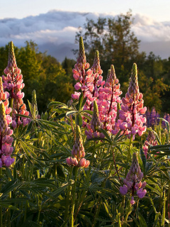 Das Lupinus flowers in North America Wallpaper 240x320