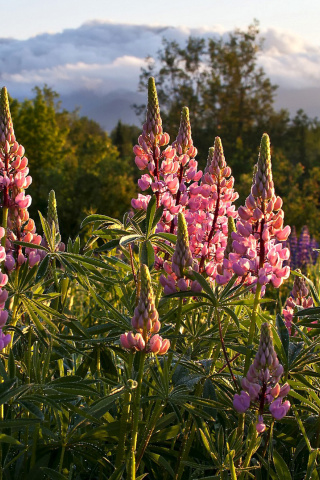 Fondo de pantalla Lupinus flowers in North America 320x480