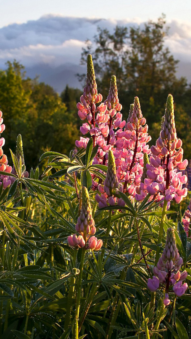 Lupinus flowers in North America wallpaper 640x1136