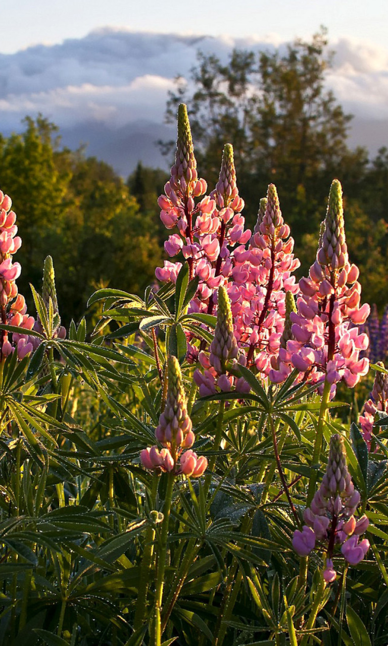 Sfondi Lupinus flowers in North America 768x1280