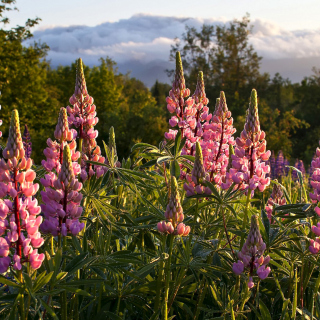 Lupinus flowers in North America sfondi gratuiti per iPad