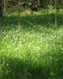 Fondo de pantalla White Flower Meadow 128x160