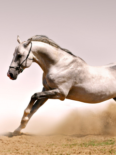 Das White Horse Wallpaper 240x320