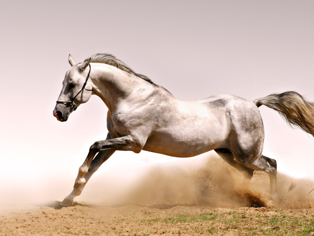White Horse wallpaper 640x480