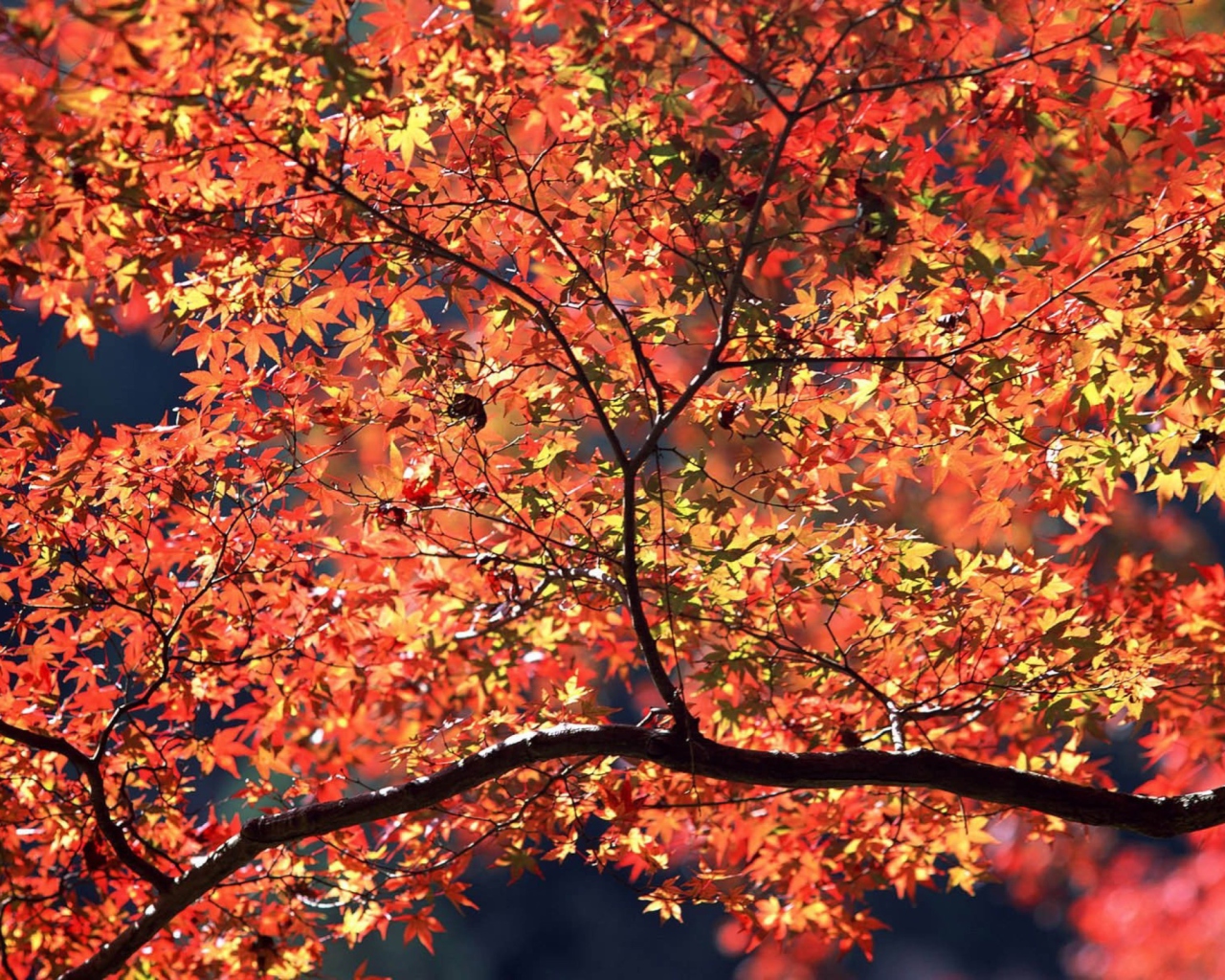 Screenshot №1 pro téma Autumn Colors 1280x1024